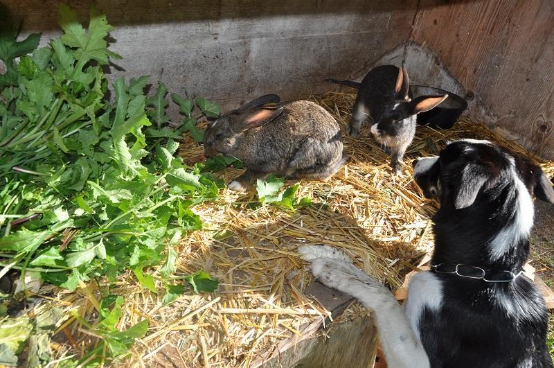 Ferienwohnung Dichtlbauer Sankt Gilgen Bagian luar foto